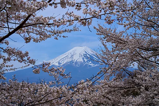 Fuji Hanami