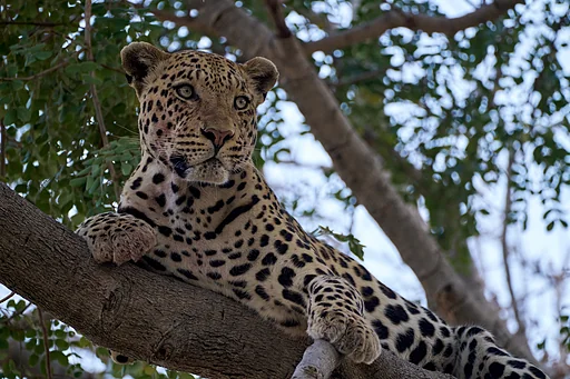 Leopard