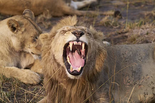 Roar