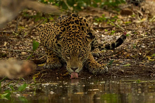 Drinking Jaguar