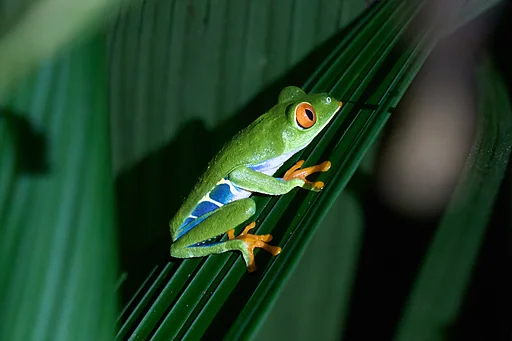 Red-Eyed Tree Frog