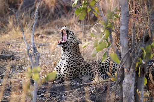 Yawning Leopard